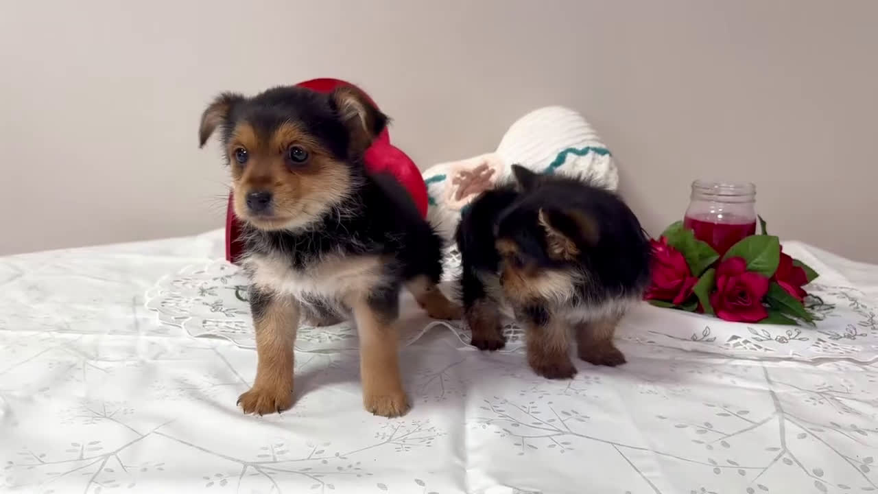 Mixed Breed dogs for sale: Madison - Video 1