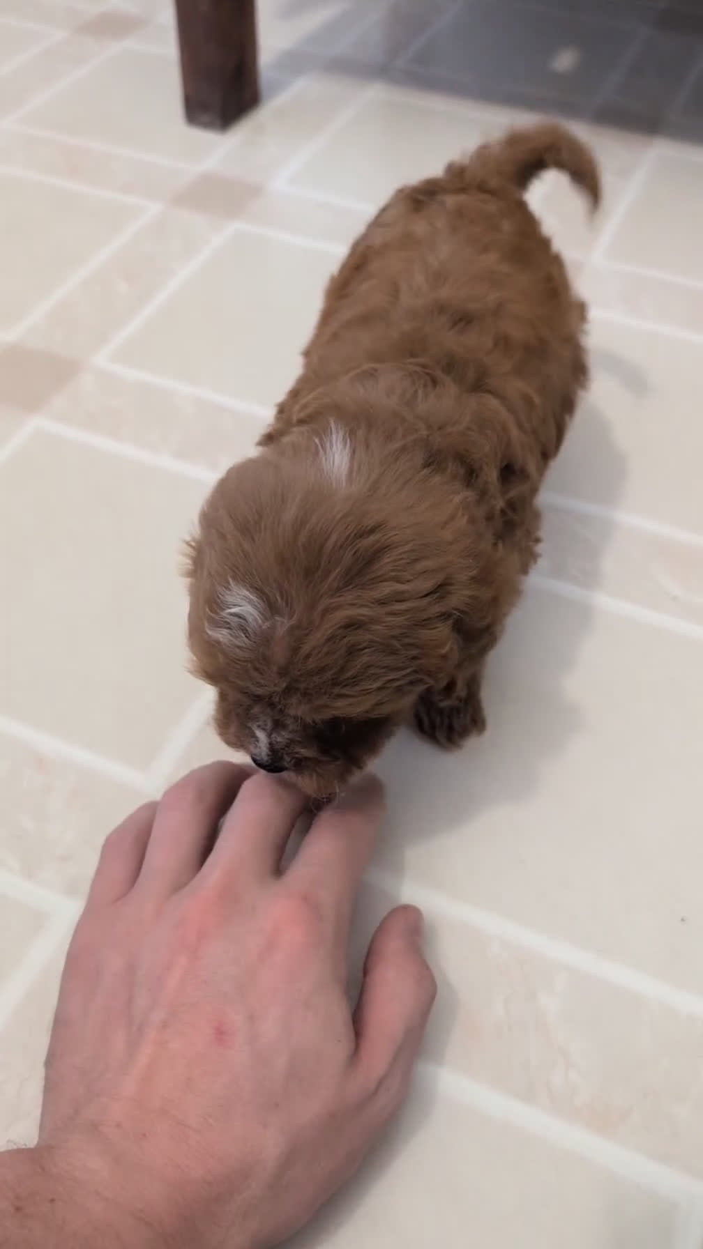 Cavapoo dogs for sale: Chase - Video 1