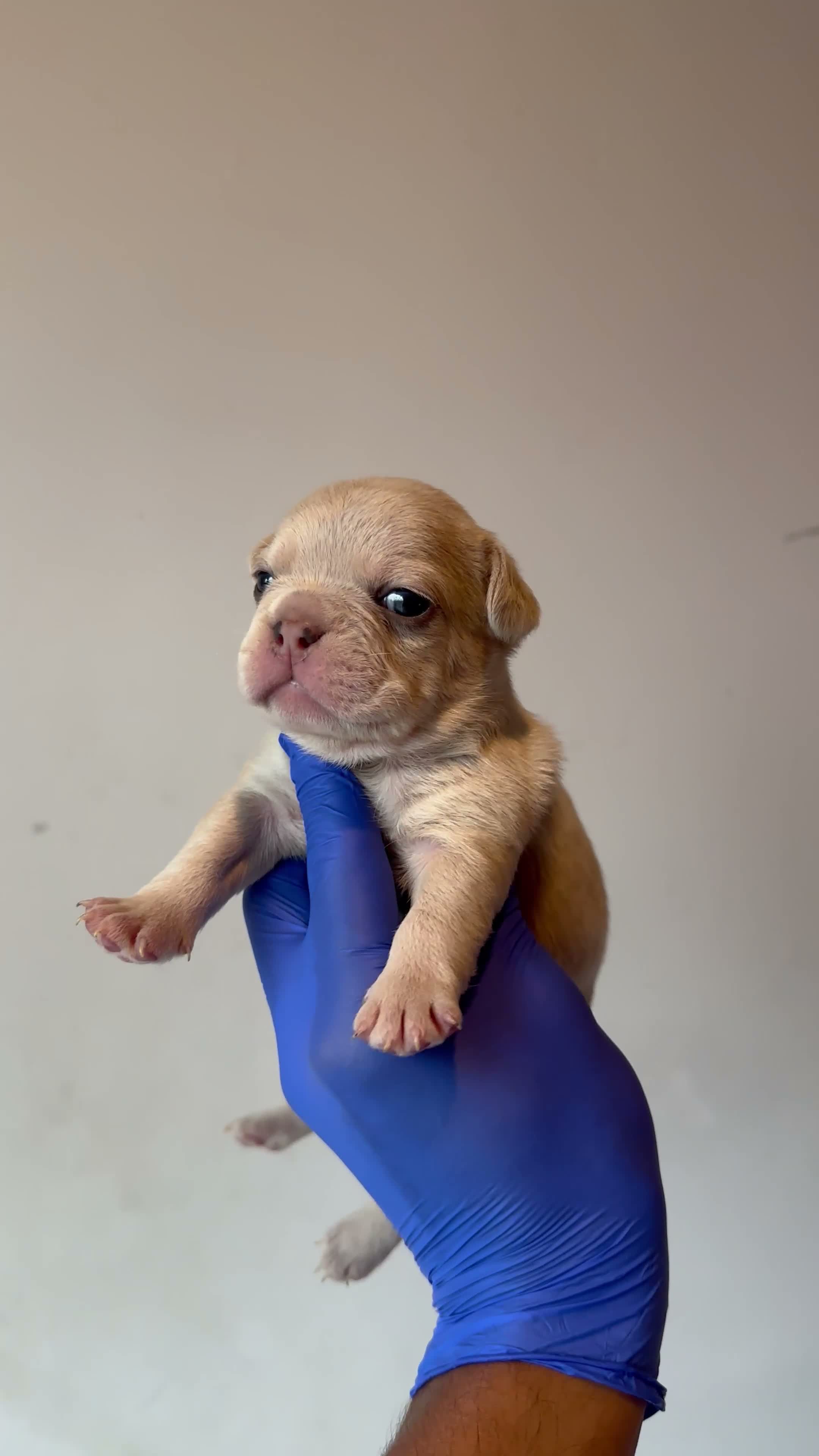 French Bulldog dogs for sale: Gucci - Video 3
