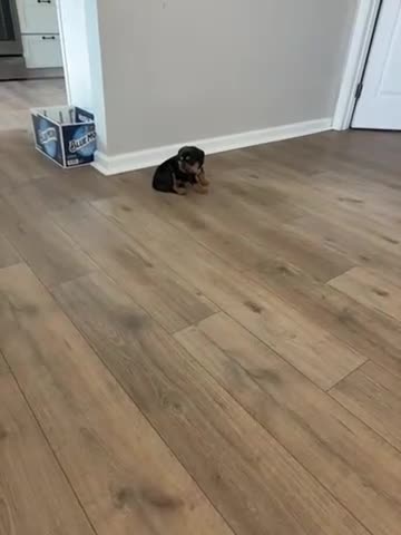 Mixed Breed dogs for sale: Skye (Bullweiler) - Video 1