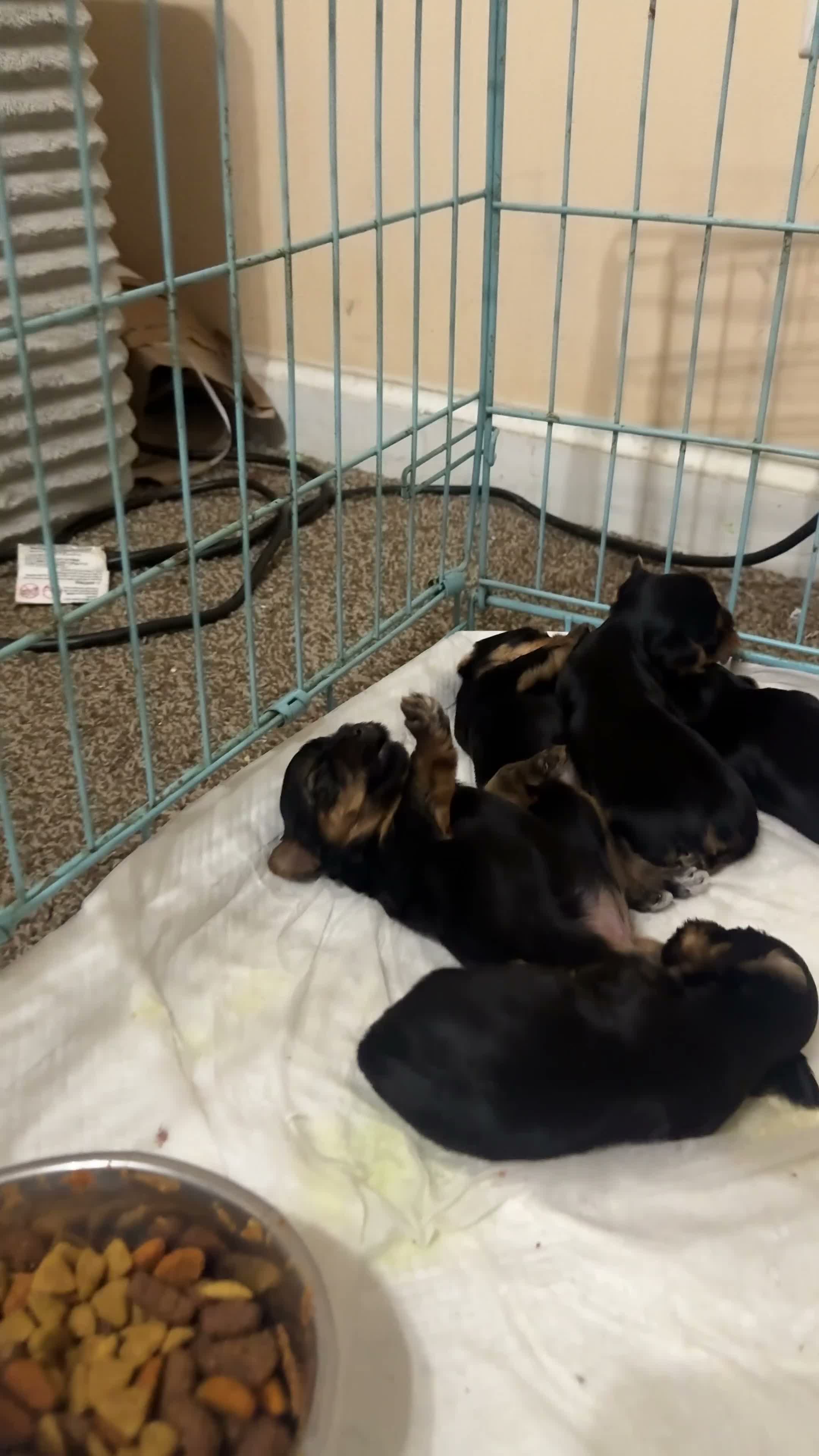 Yorkshire Terrier dogs for sale: Blondie - Video 1