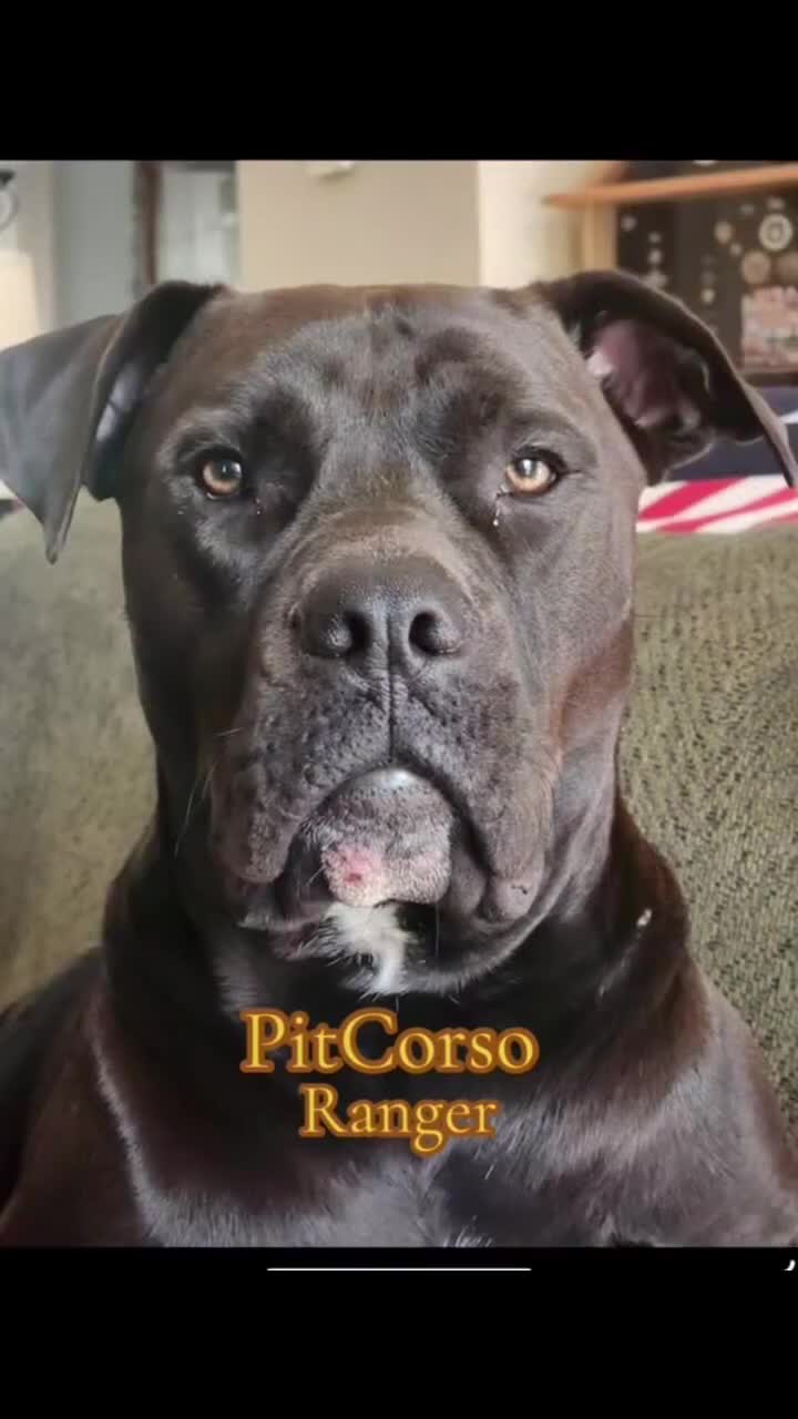 Mixed Breed dogs for sale: Mixed Breed Puppy 1 - Video 1