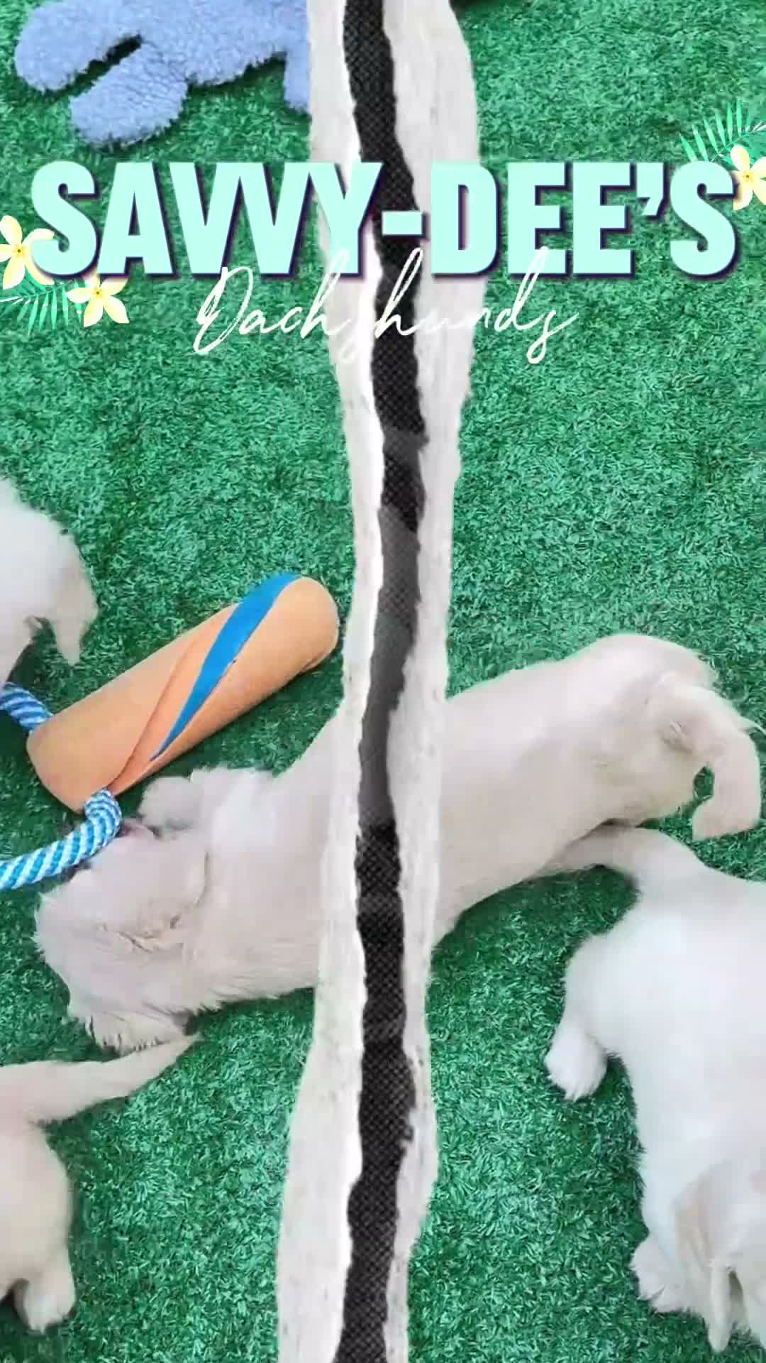 Dachshund dogs for sale: Boy - Video 1