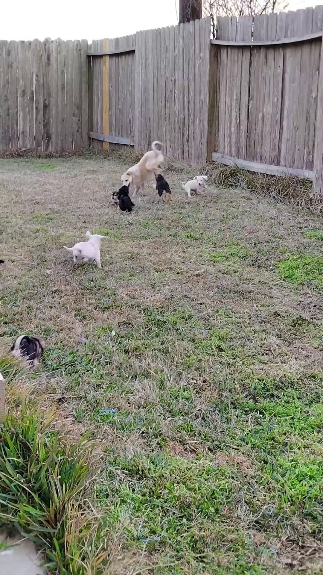 Mixed Breed dogs for sale: Mixed Breed Puppy 1 - Video 1