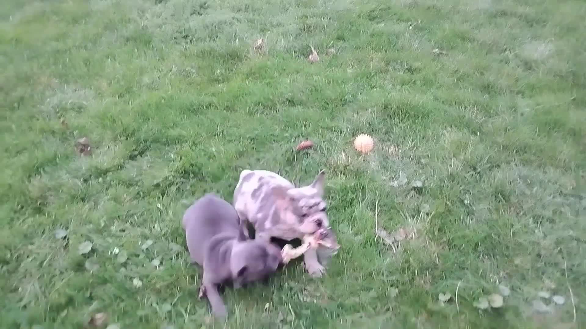 French Bulldog dogs for sale: Lexi - Video 1