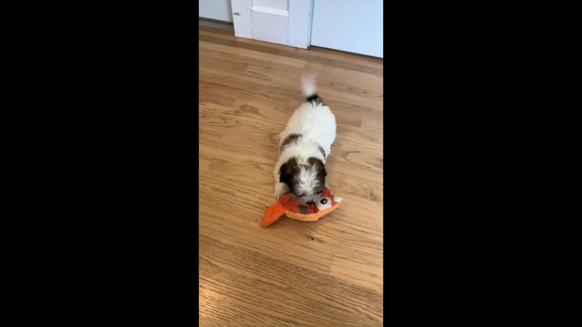 Teddy Bear dogs for sale: Rose - Video 1