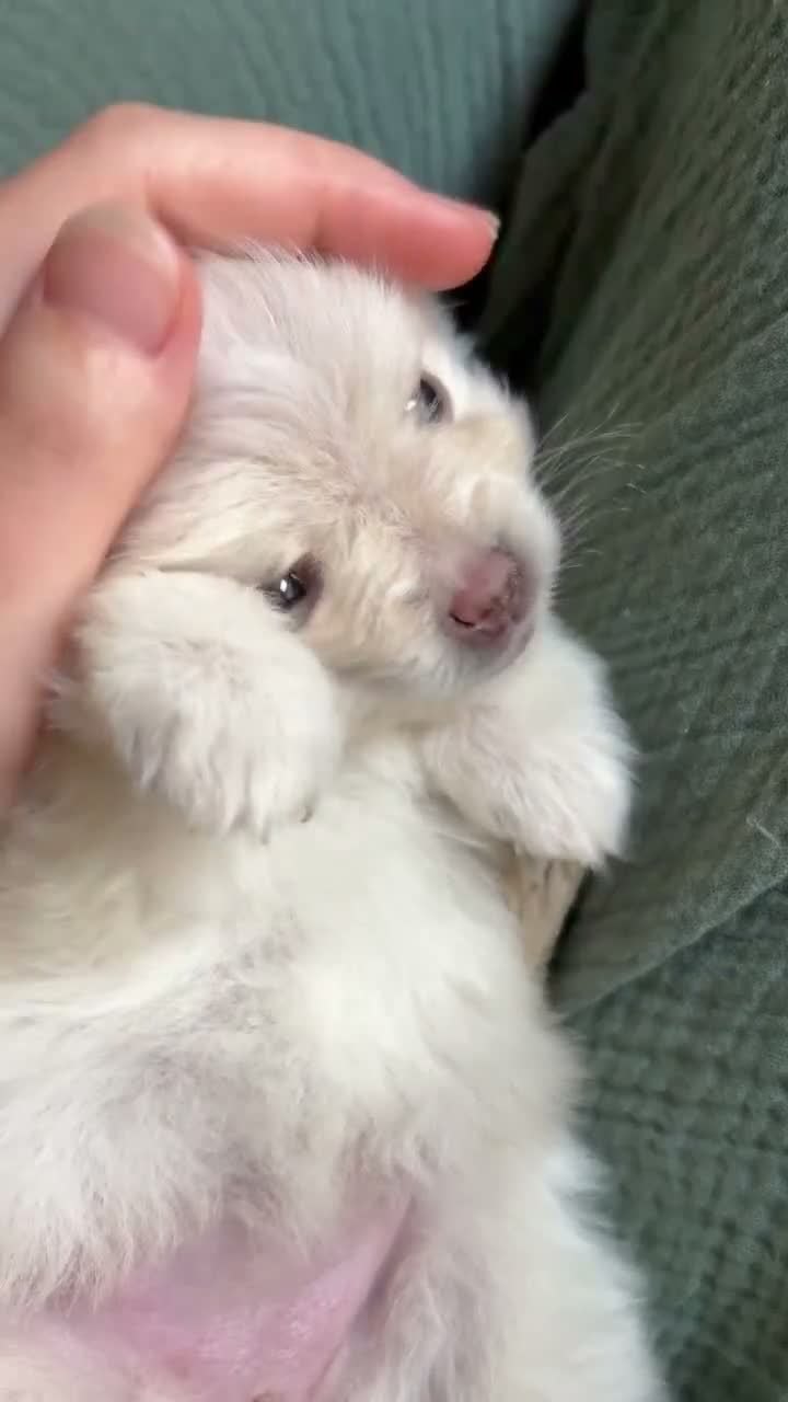 Pomeranian dogs for sale: Lustring  - Video 1