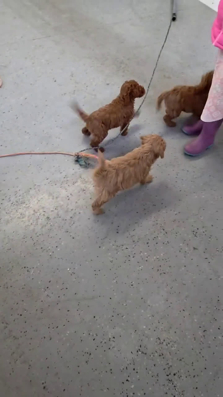 Mini Goldendoodle dogs for sale: Cuddles  - Video 1
