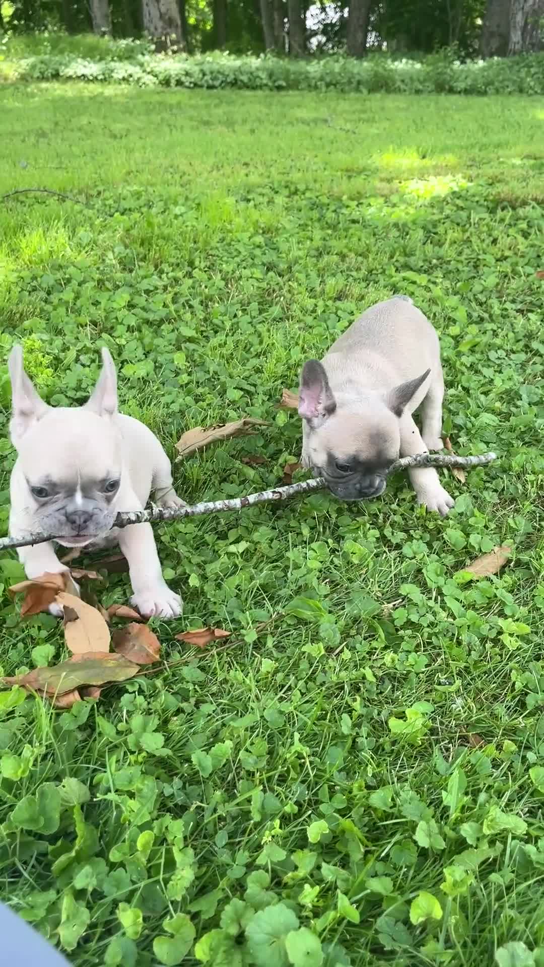 French Bulldog dogs for sale: Ruby - Video 3