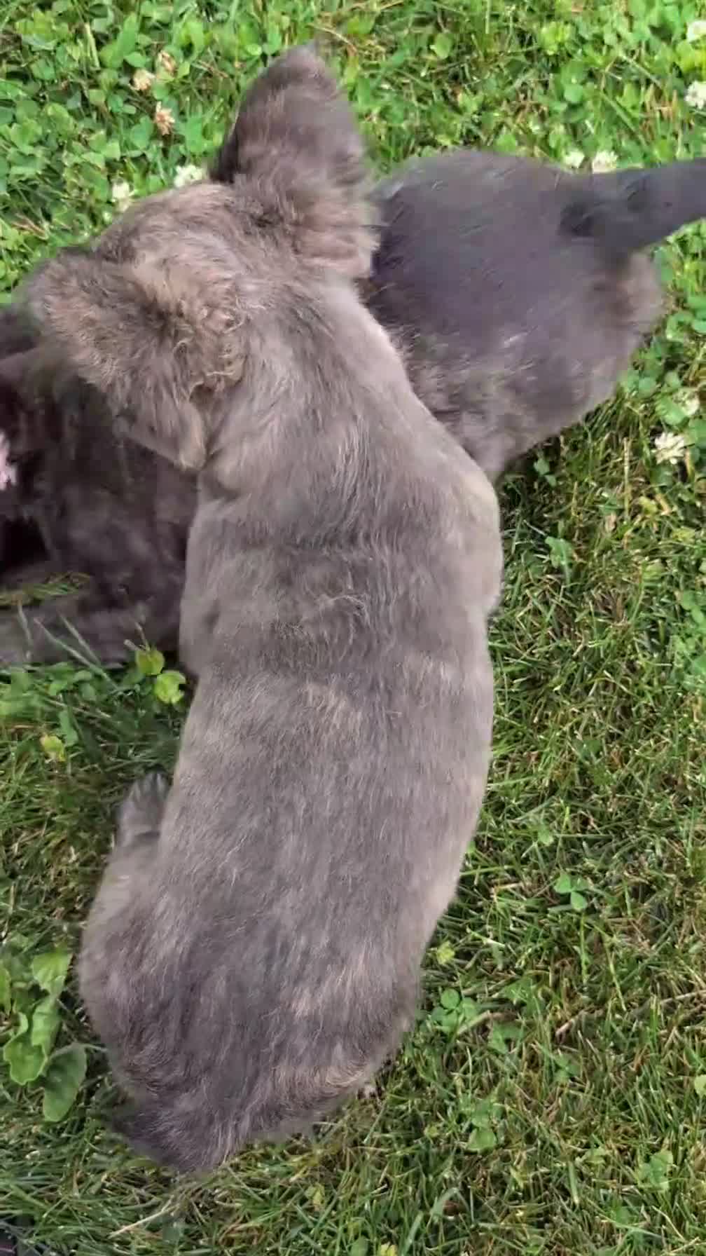 French Bulldog dogs for sale: Elle - Video 1