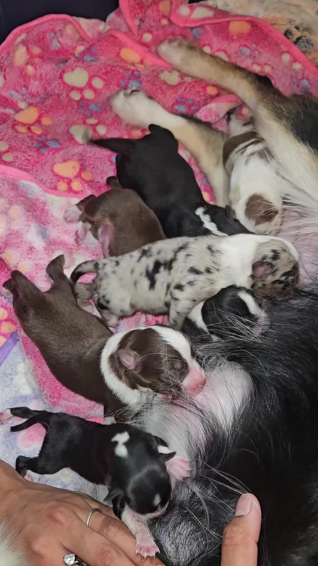 Miniature Australian Shepherd dogs for sale: Jasmine  - Video 1