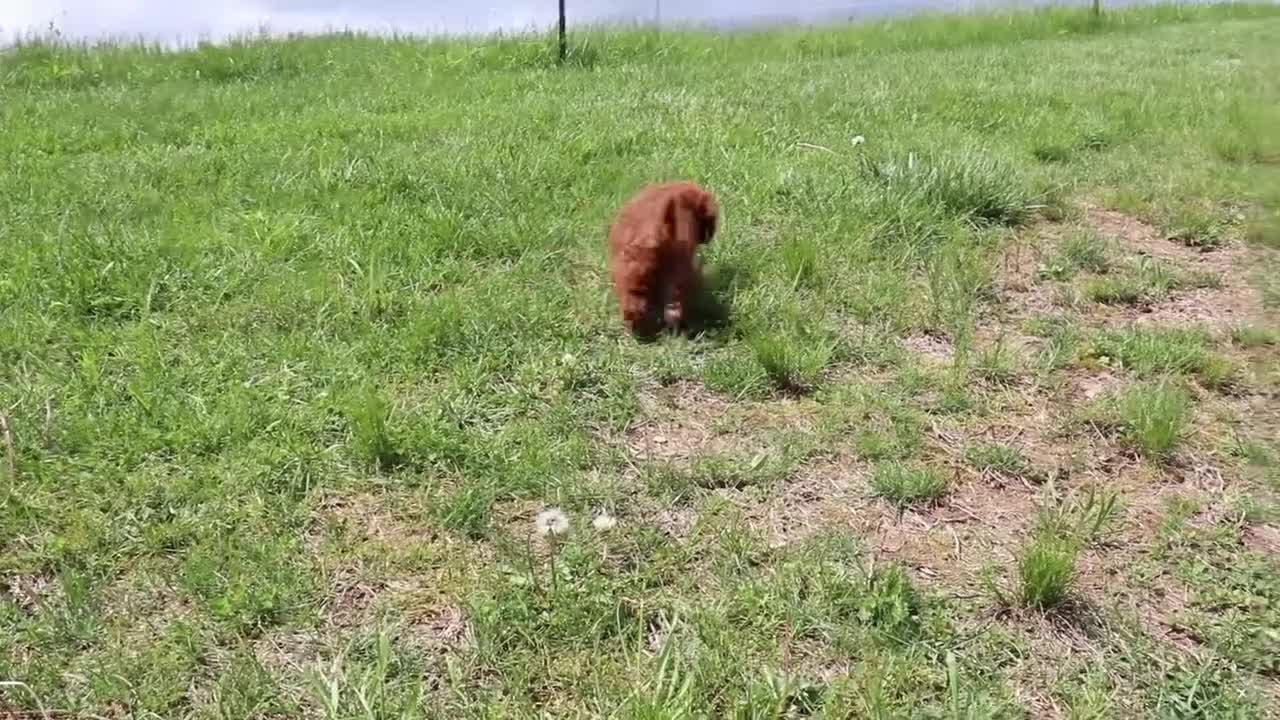 Cavapoo dogs for sale: Mr. Rambo - Video 7