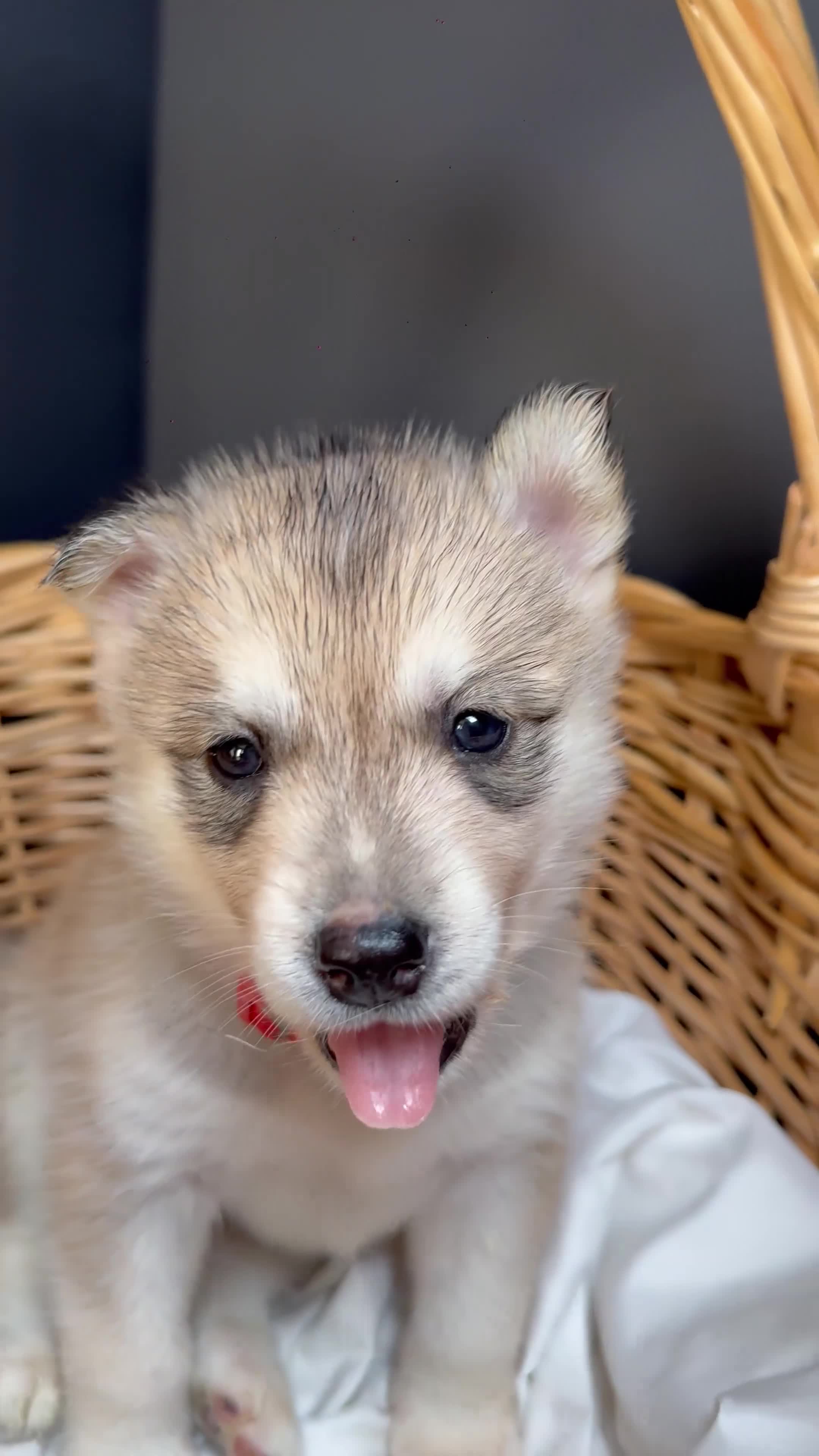 Siberian Husky dogs for sale: Nylah - Video 1