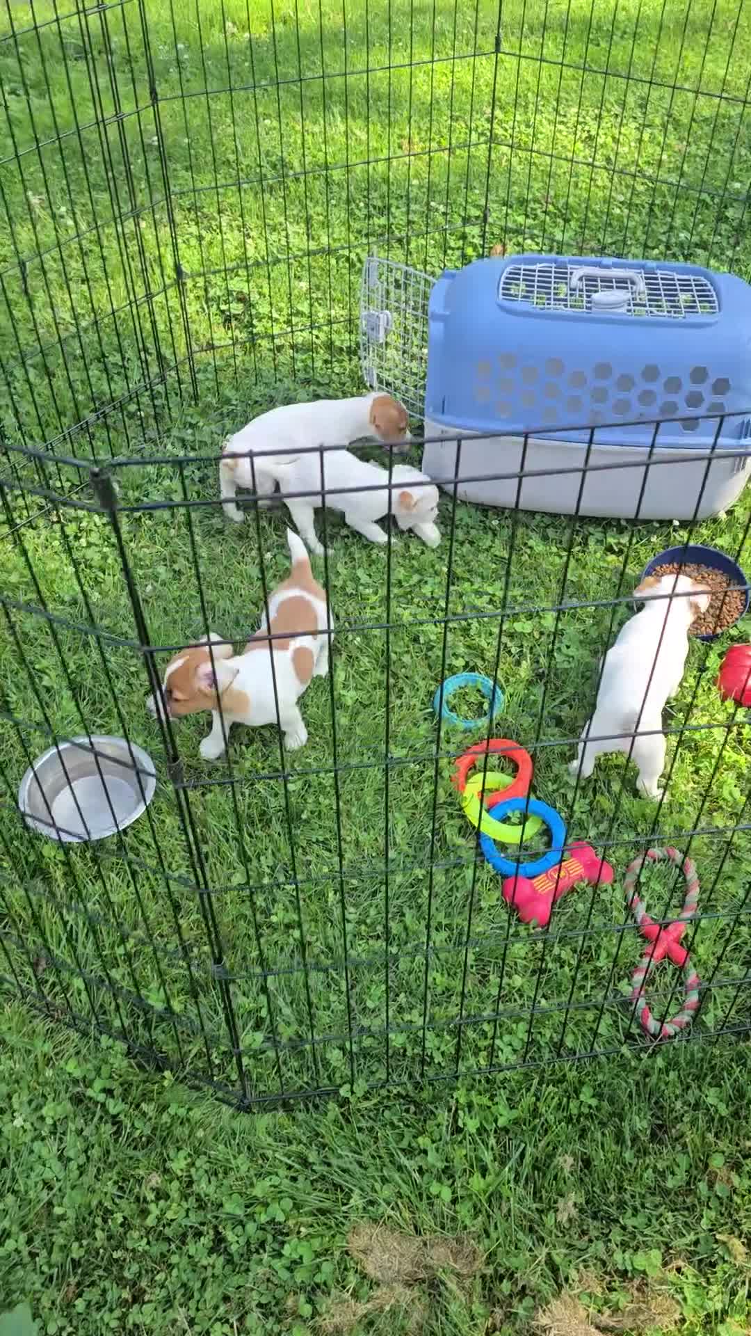 Jack Russell Terrier dogs for sale: Jack Russell Terrier Puppy 2 - Video 1