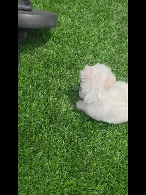 Maltese dogs for sale: 🐾 Adorable Male Maltese Puppy – Ready for His Forever Home! 🐾 - Video 2