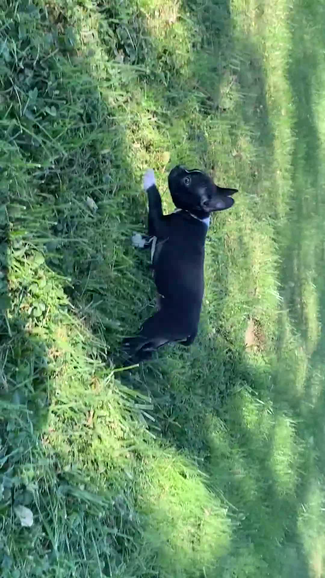 Boston Terrier dogs for sale: Ben - Video 1
