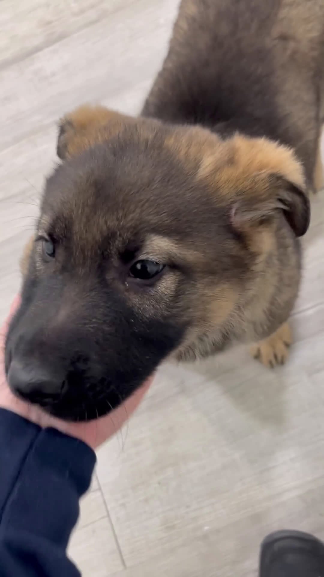 German Shepherd dogs for sale: Asher - Video 1