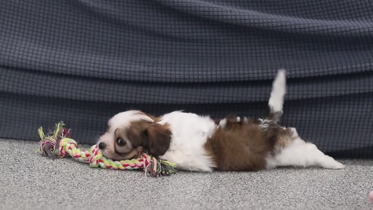 Cavachon dogs for sale: Aspen - Video 1