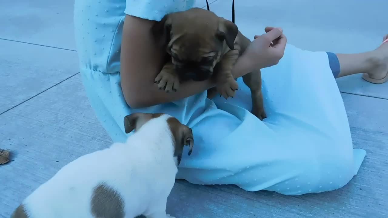 Mixed Breed dogs for sale: Jax - Video 1