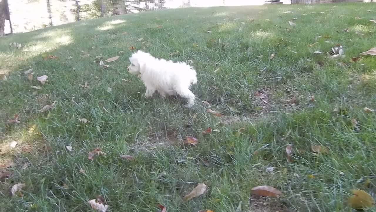 Cockapoo dogs for sale: Angel - Video 2