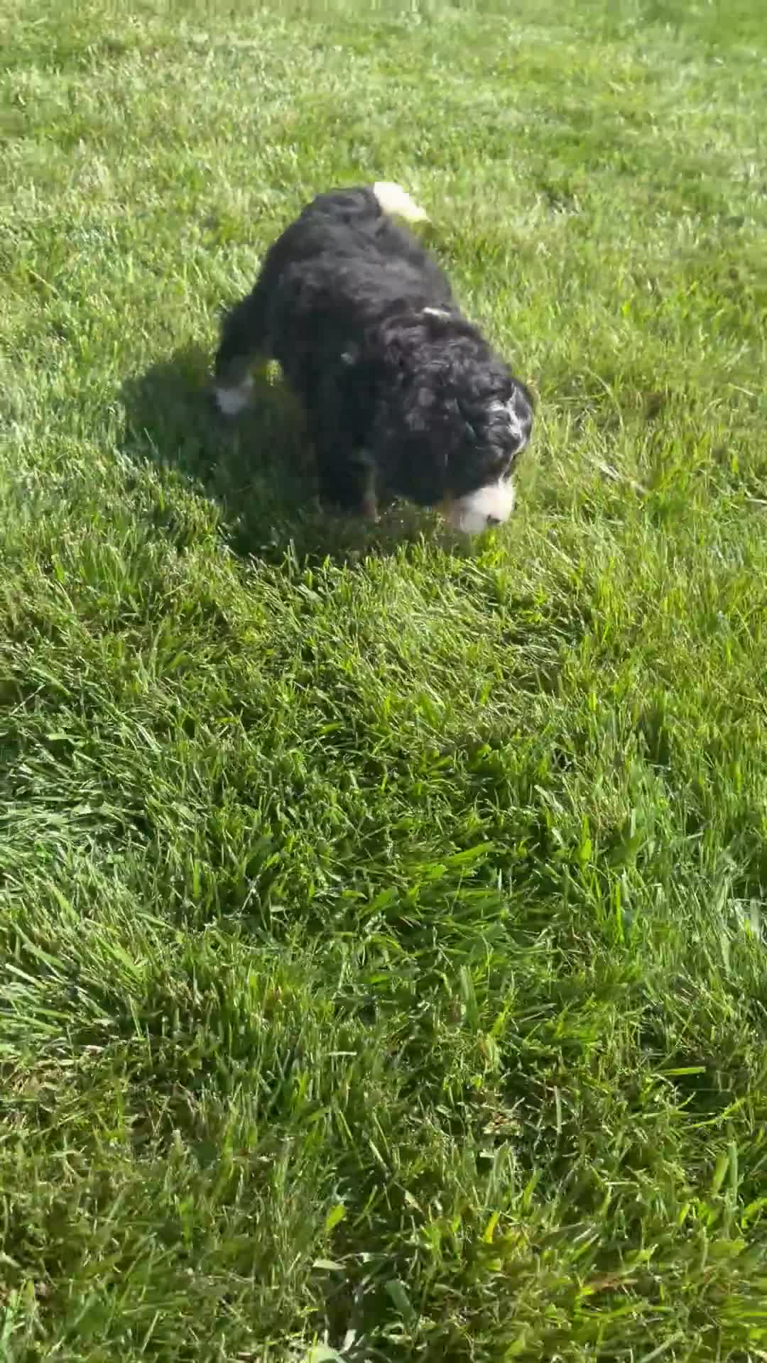 Mini Bernedoodle dogs for sale: Sawyer - Video 1
