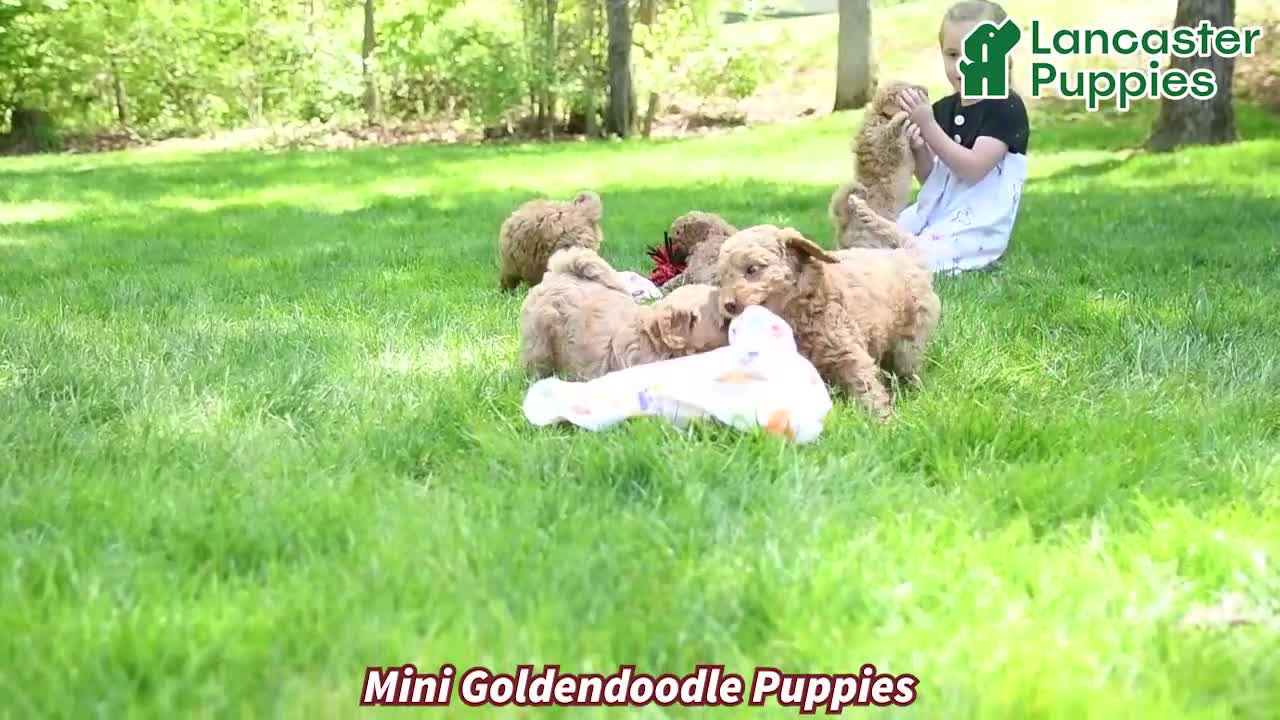 Mini Goldendoodle dogs for sale: Pearl - Video 1