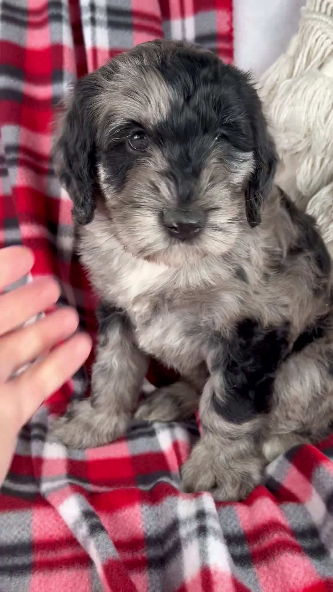 Schnoodle dogs for sale: Dawn - Video 1