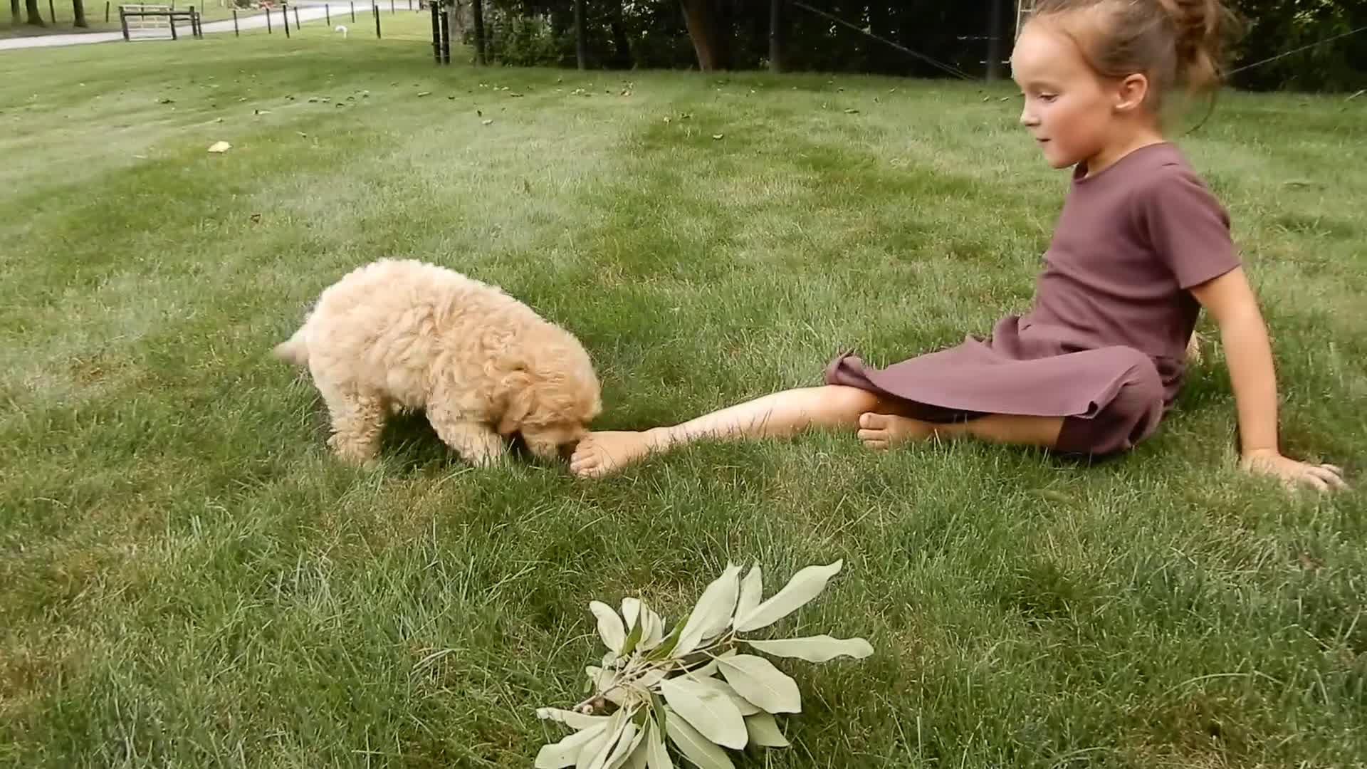 Cavapoo dogs for sale: Benji - Video 1