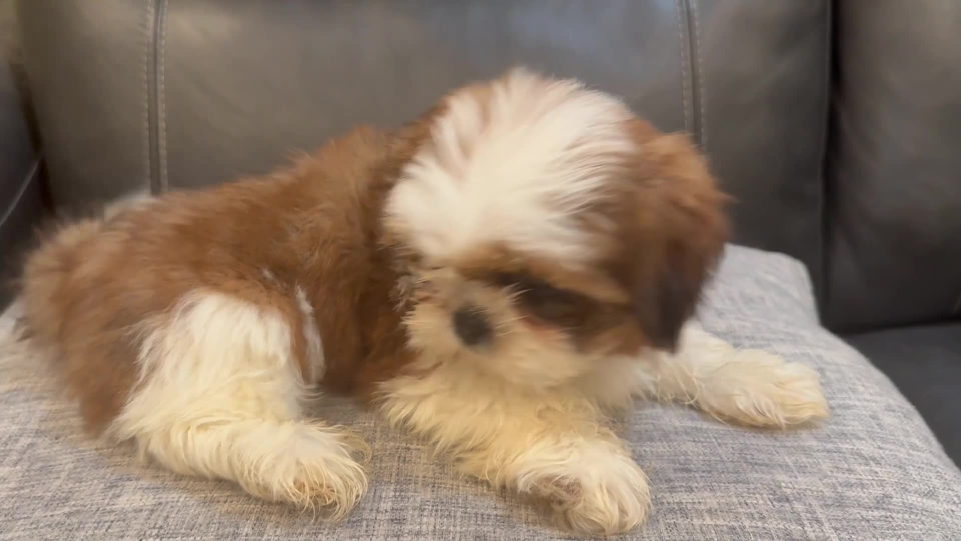 Shih Tzu dogs for sale: Lena - Video 3
