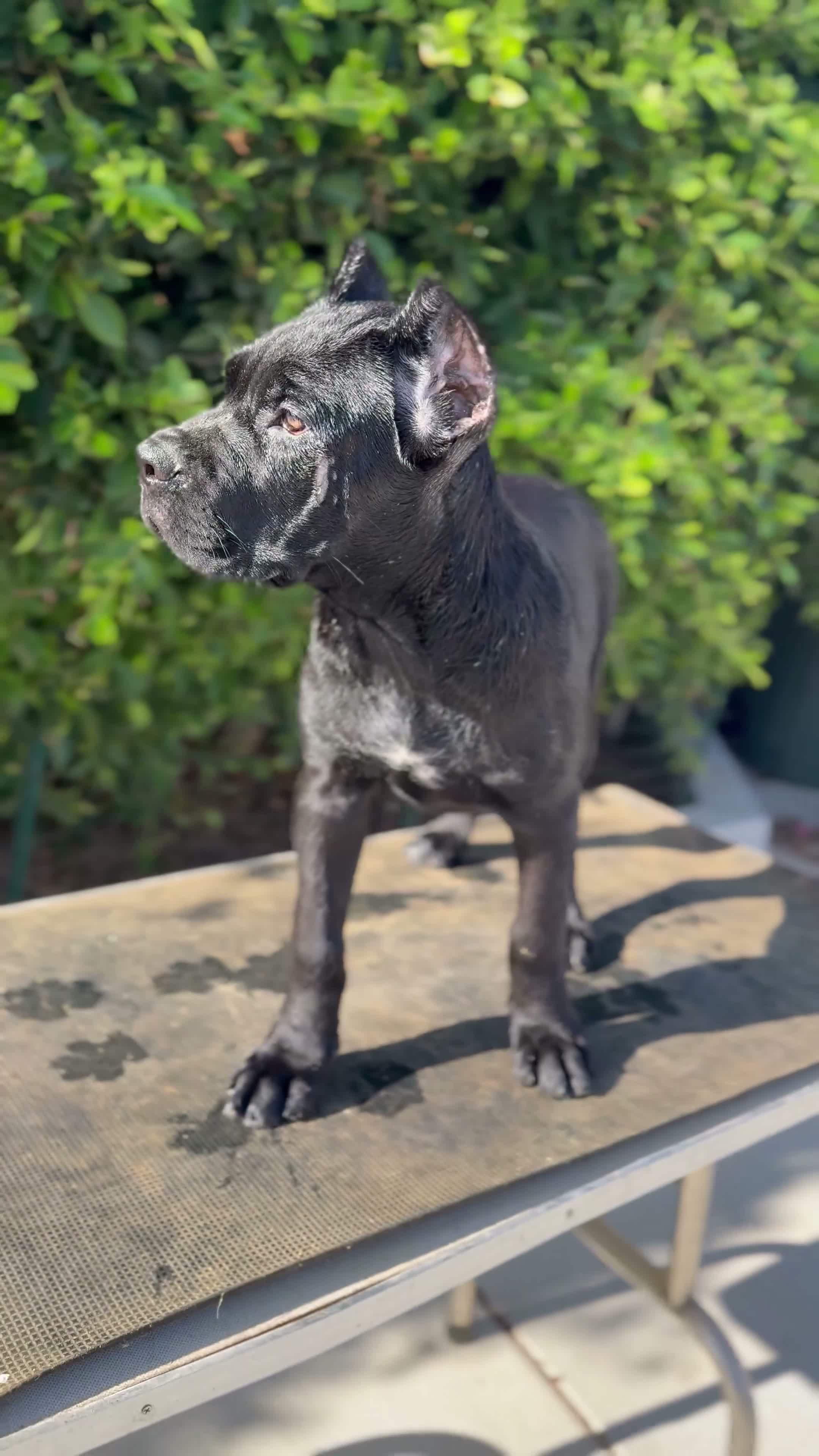 Cane Corso dogs for sale: Female 2 - Video 1