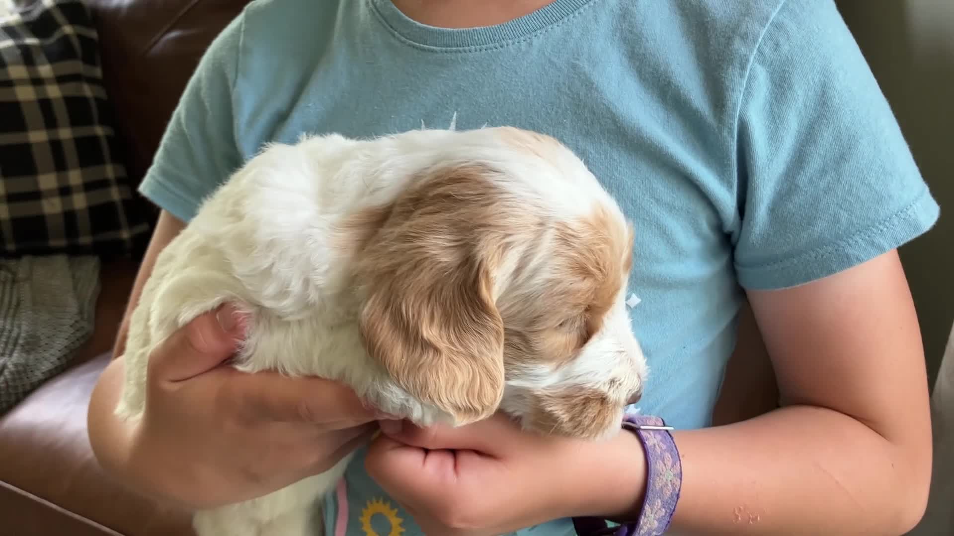 Labradoodle dogs for sale: Flower - Video 1