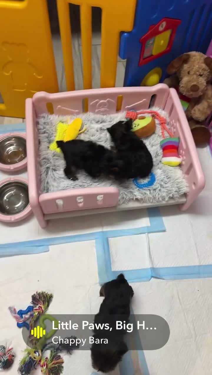 Yorkshire Terrier dogs for sale: Valentino - Video 1