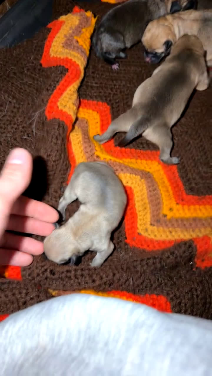 Mixed Breed dogs for sale: Chug 4 - Video 4