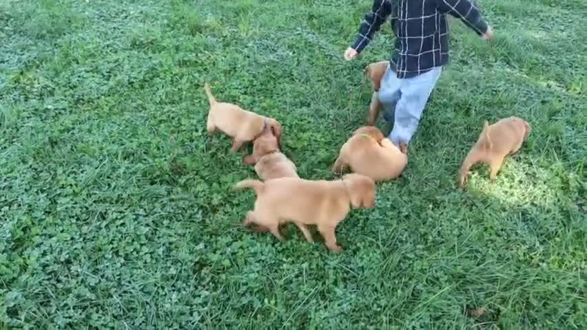 Labrador Retriever dogs for sale: Tassle - Video 1