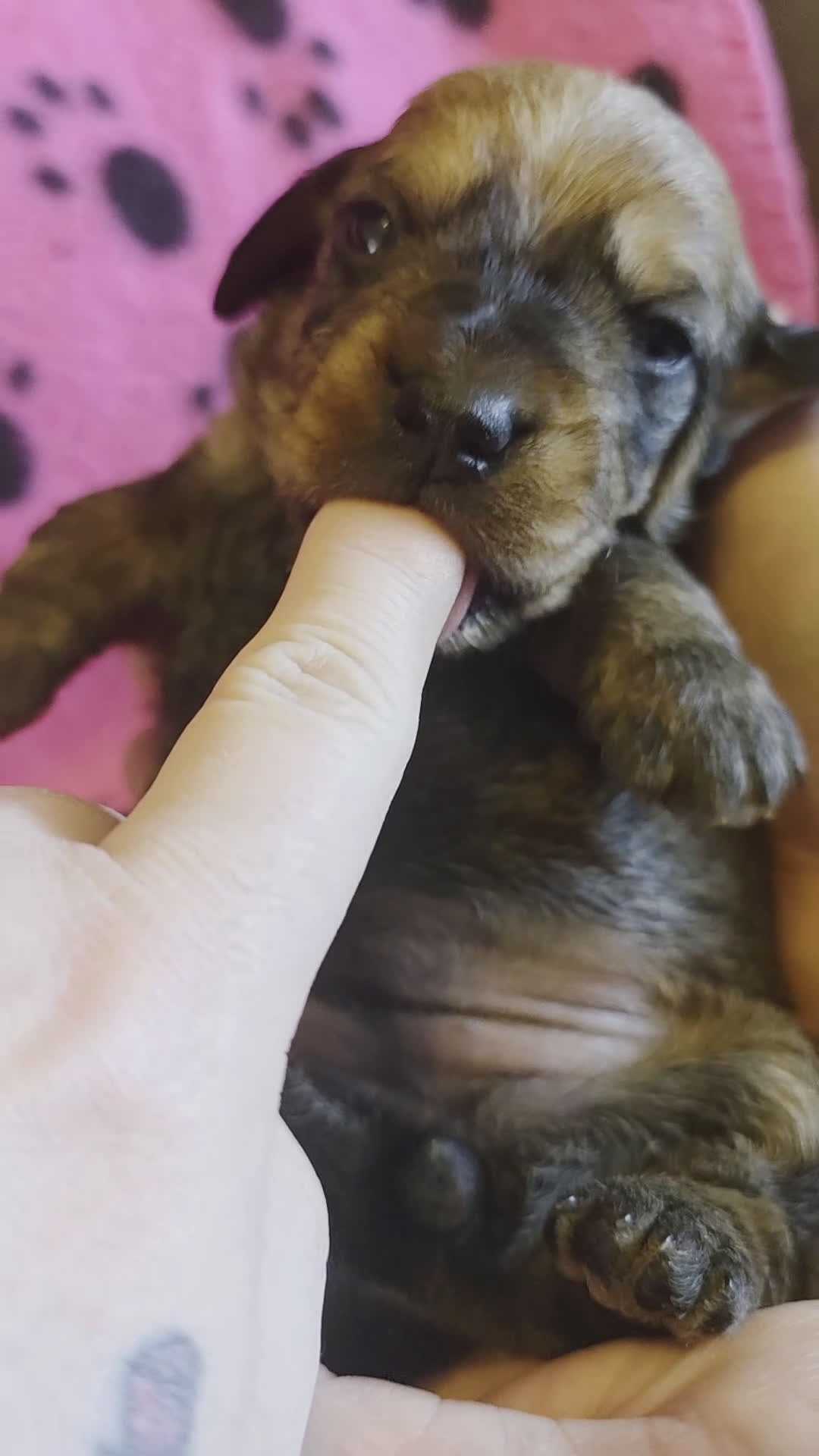 Miniature Dachshund dogs for sale: Daphne - Video 2