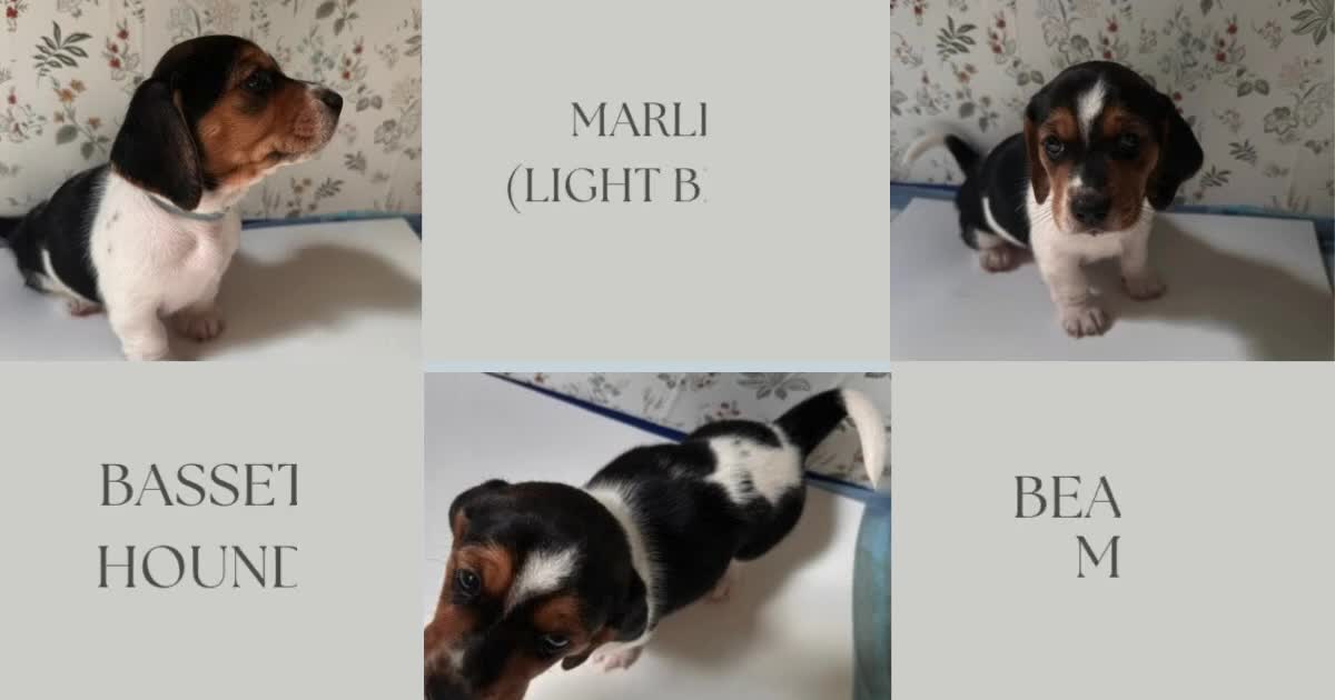 Mixed Breed dogs for sale: Marlin - Video 1