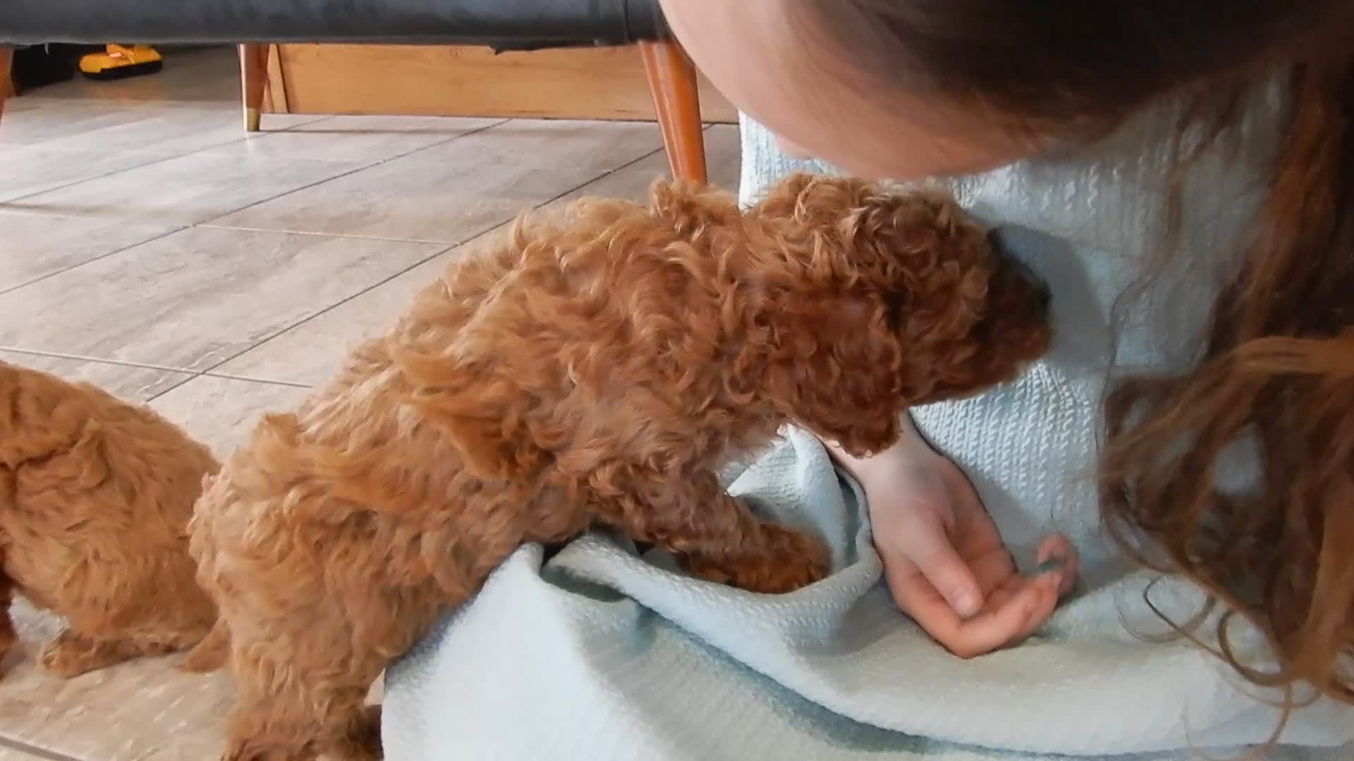 Cavapoo dogs for sale: Benji - Video 1