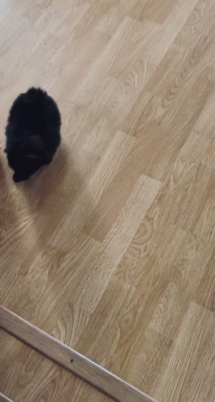 Pomeranian dogs for sale: Loom  - Video 1