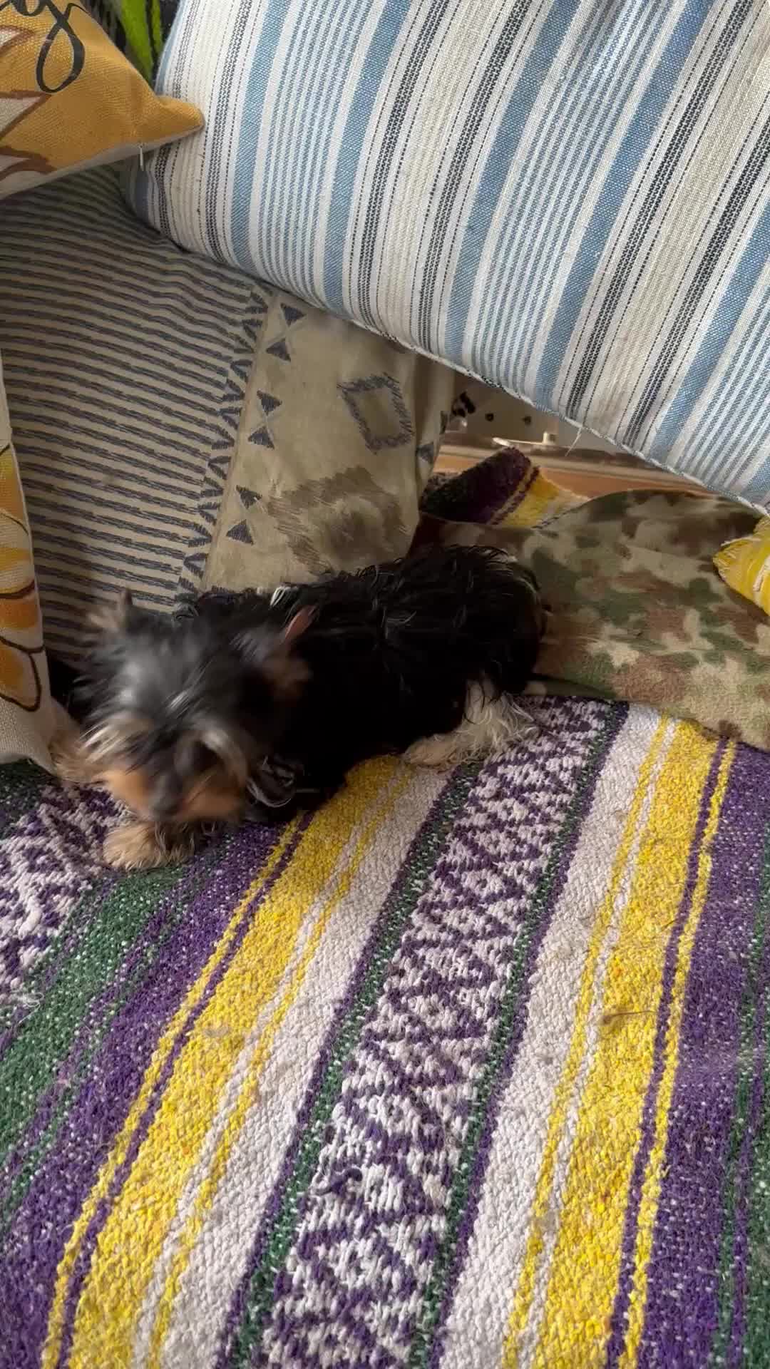 Yorkshire Terrier dogs for sale: Yorkshire Terrier Puppy 5 - Video 1