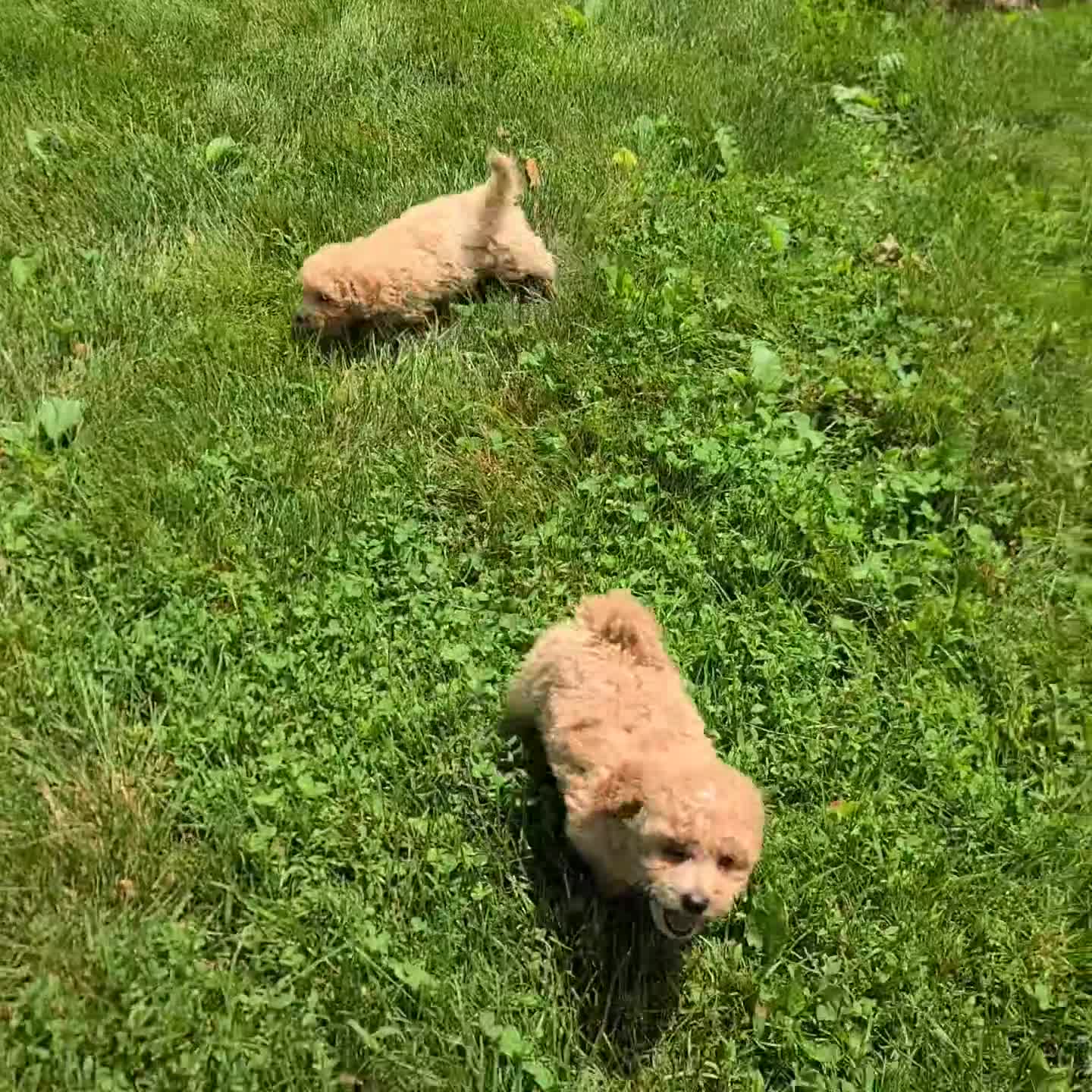 Bichpoo dogs for sale: Samson - Video 1