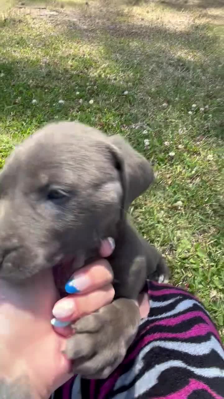 Mixed Breed dogs for sale: Mixed Breed Puppy 1 - Video 1