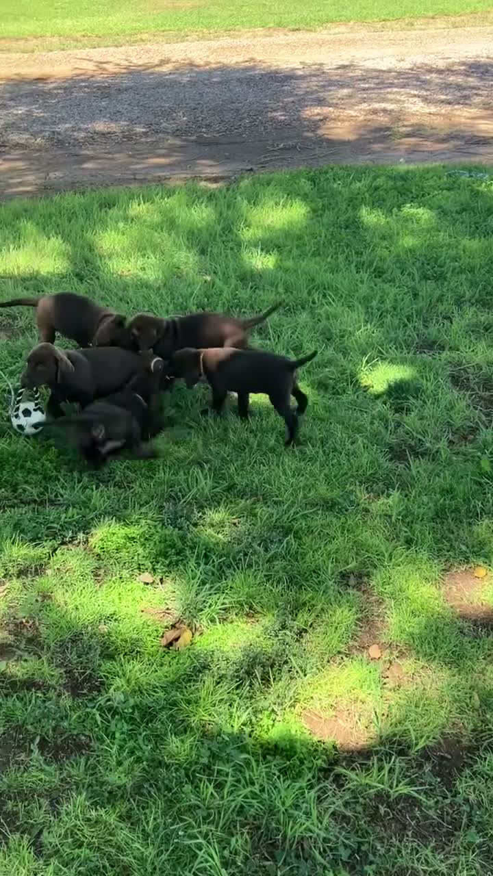 Labrador Retriever dogs for sale: Labrador Retriever 6 - Video 1