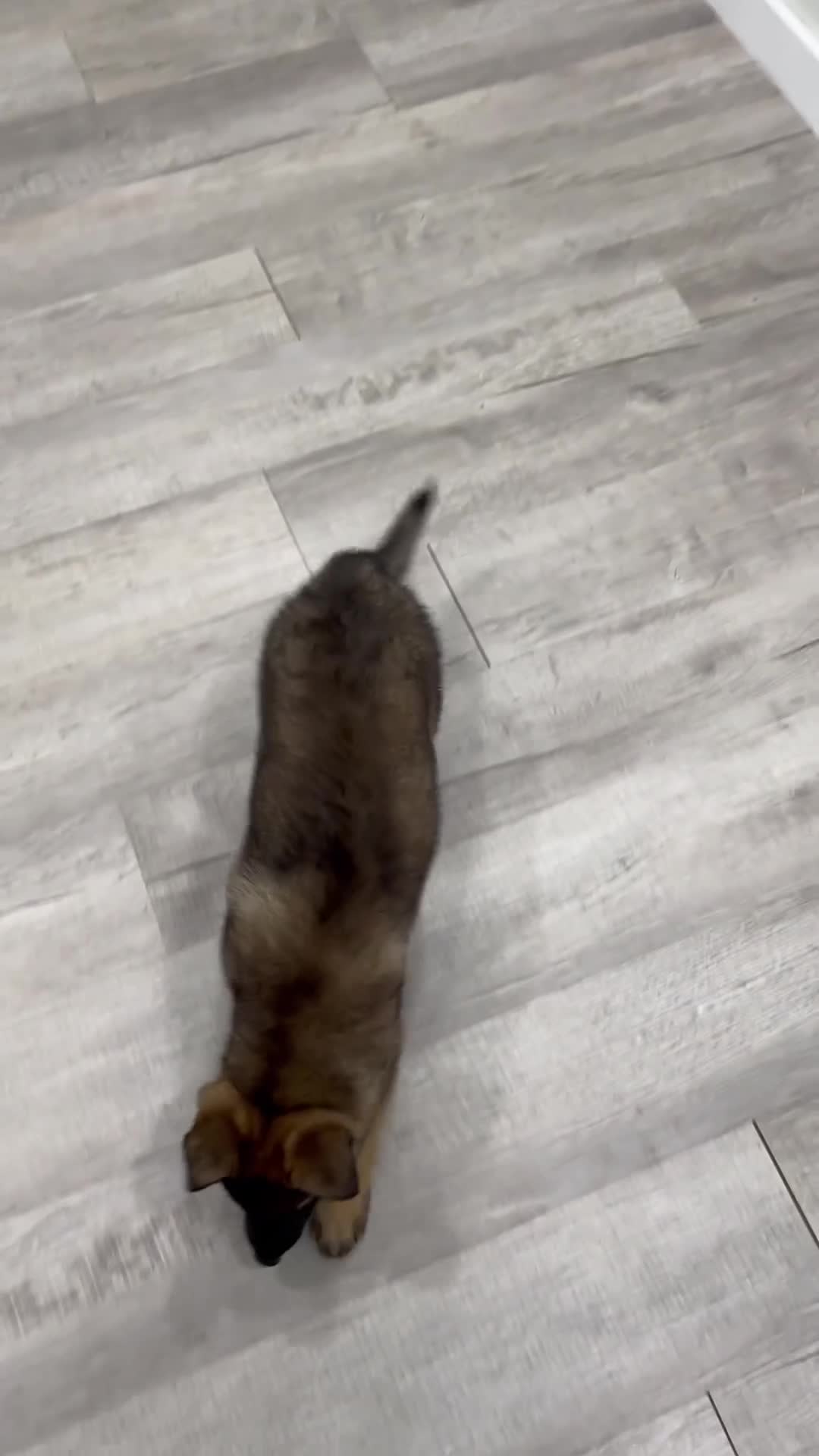 German Shepherd dogs for sale: Crissy - Video 1