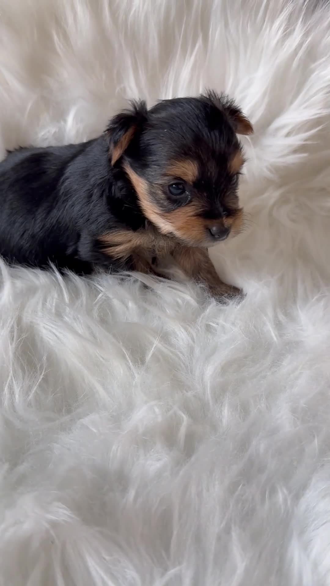 Yorkshire Terrier dogs for sale: Yorkshire Terrier 4 - Video 1