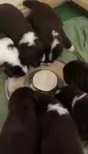 Newfoundland dogs for sale: Sparrow - Video 1