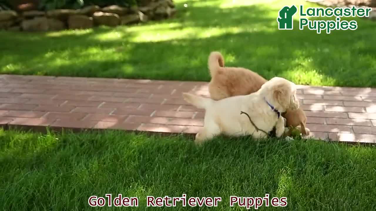 Golden Retriever dogs for sale: Cleo - Video 1