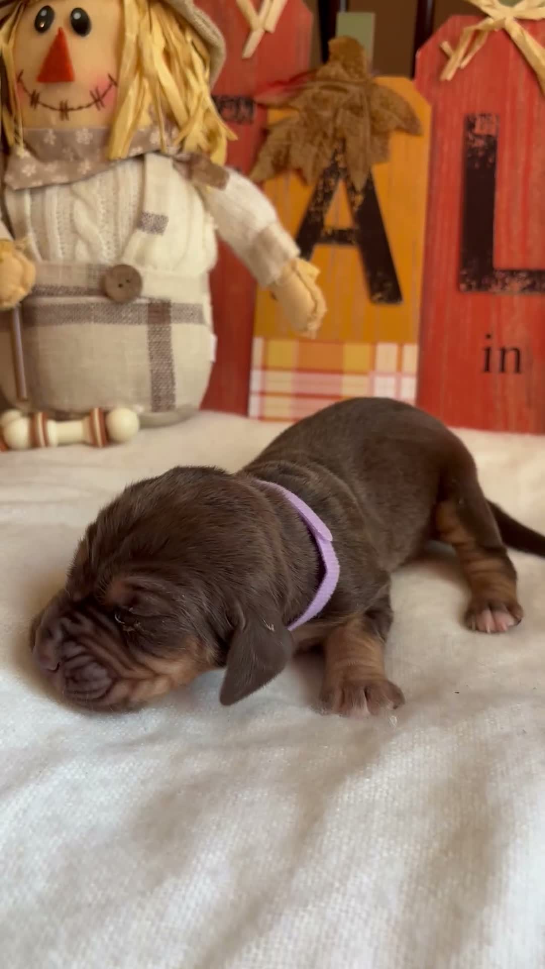 Bloodhound dogs for sale: Purple collar female - Video 1