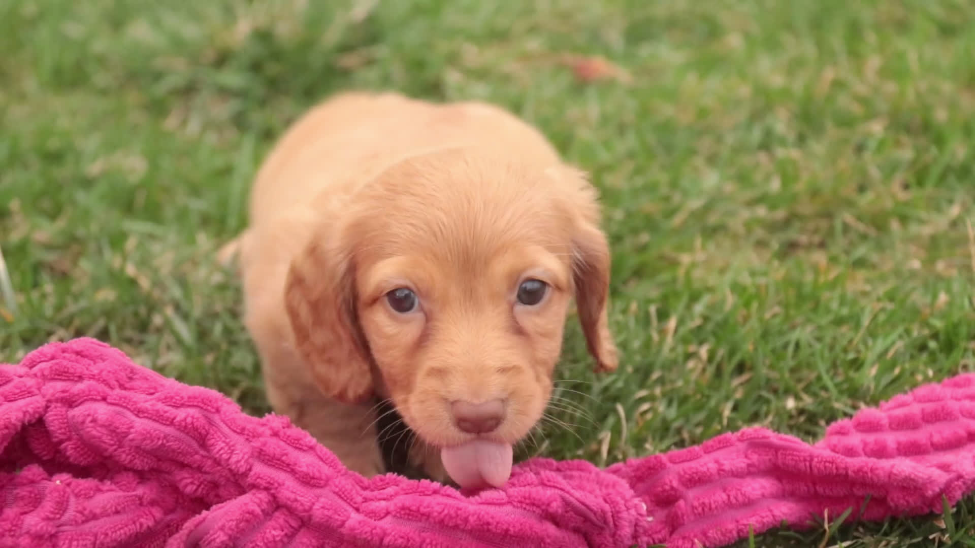 Miniature Dachshund dogs for sale: Bambi - Video 1