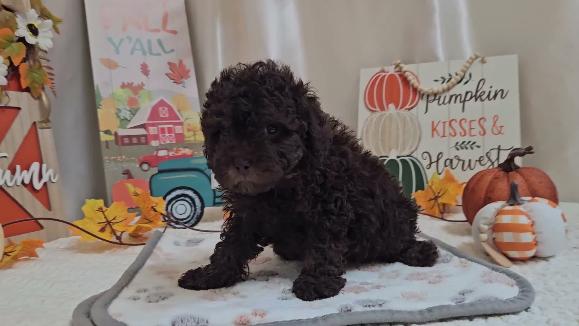 Miniature Poodle dogs for sale: AJ Lynn - Video 1