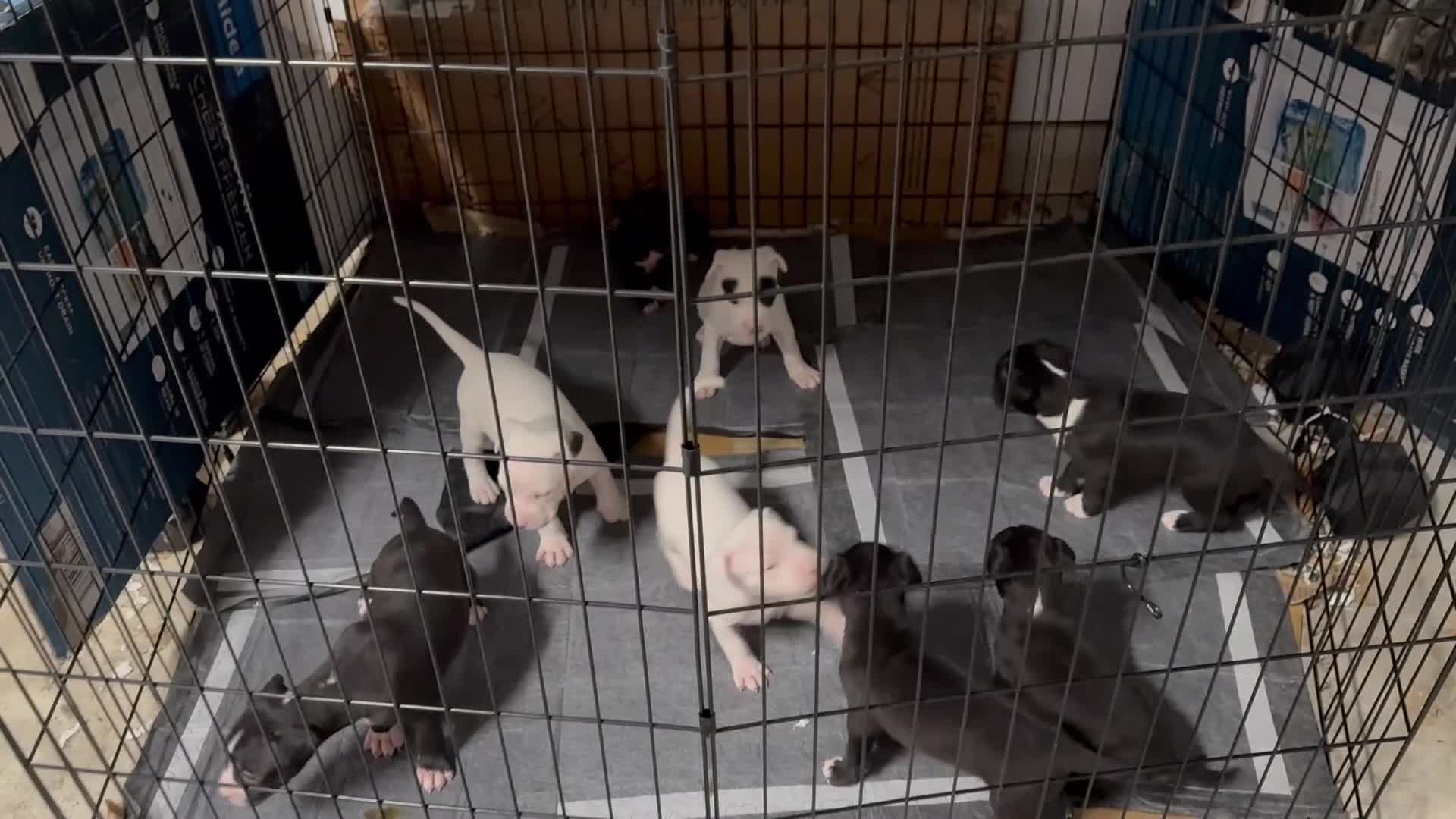 Mixed Breed dogs for sale: Mixed Breed Puppy 3 - Video 1
